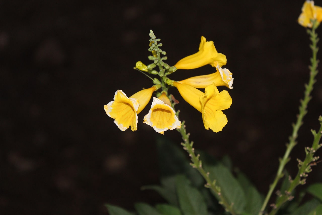 Flowers in the night