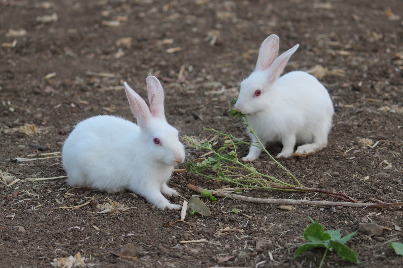 Rabbit Couple