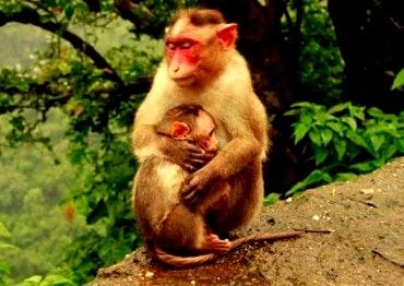 Monkeys of breed macaques can be found here. One cab visit here by Lonavala sighseeing cab or any Lonavala taxi service.